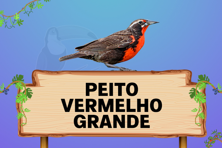 peito vermelho grande