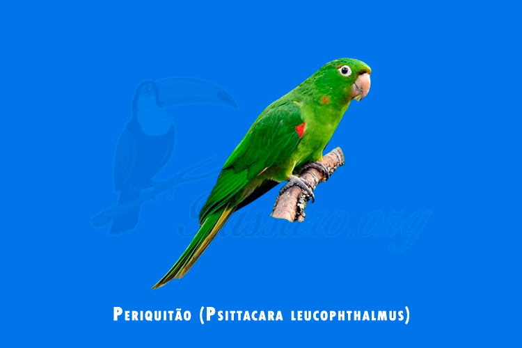 periquitao (psittacara leucophthalmus)