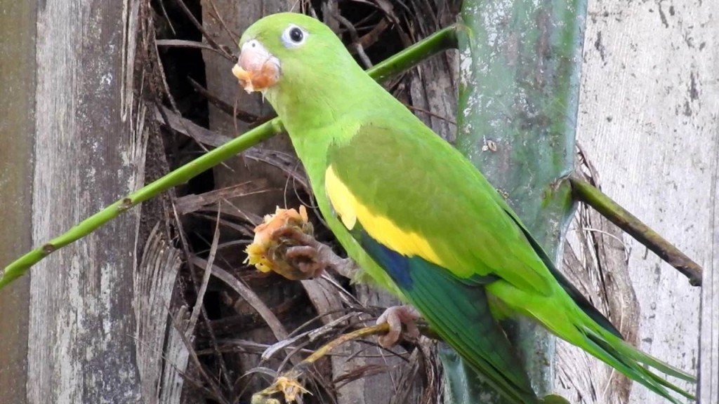 periquito-de-encontro-amarelo 