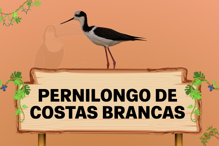 pernilongo de costas brancas