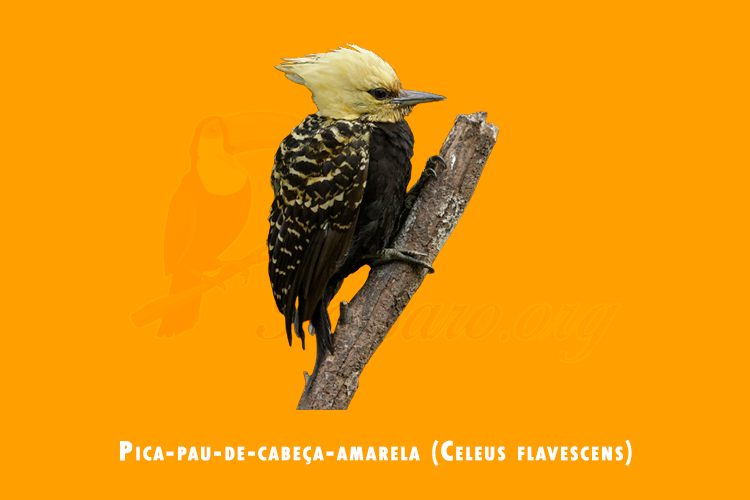 pica-pau-de-cabeca-amarela (celeus flavescens)