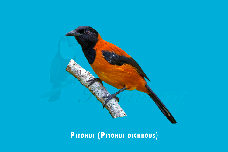 pitohui (pitohui dichrous)