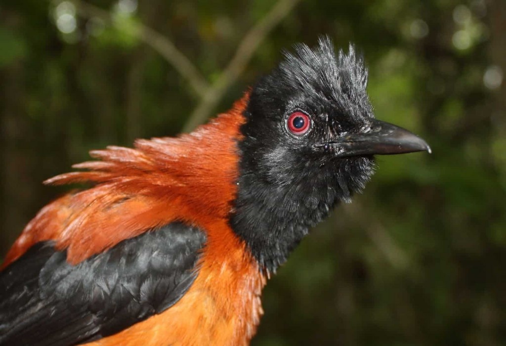 pitohui possui veneno que pode matar