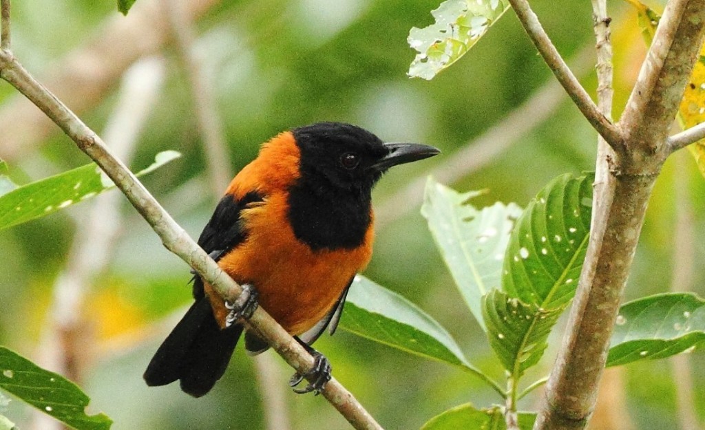 pitohui