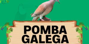 pomba galega