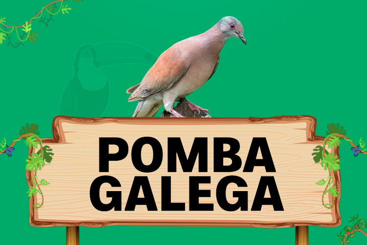 pomba galega