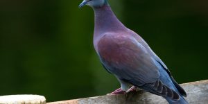 pomba-galega