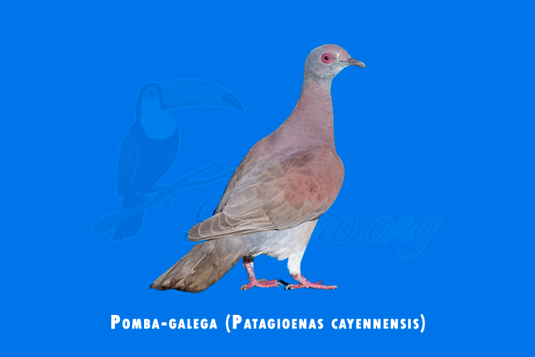 pomba-galega (patagioenas cayennensis)