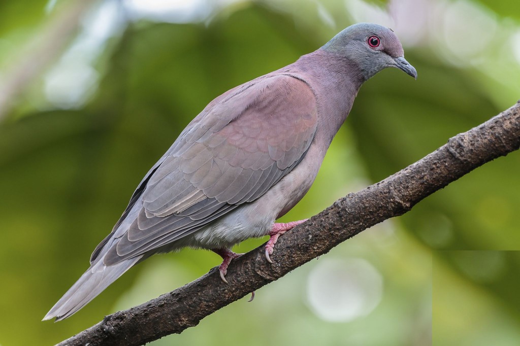 pomba-galega