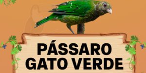 passaro gato verde