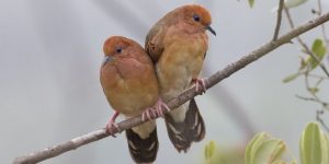 rolinha de janeiro