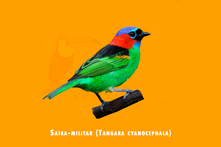 saira-militar (tangara cyanocephala)