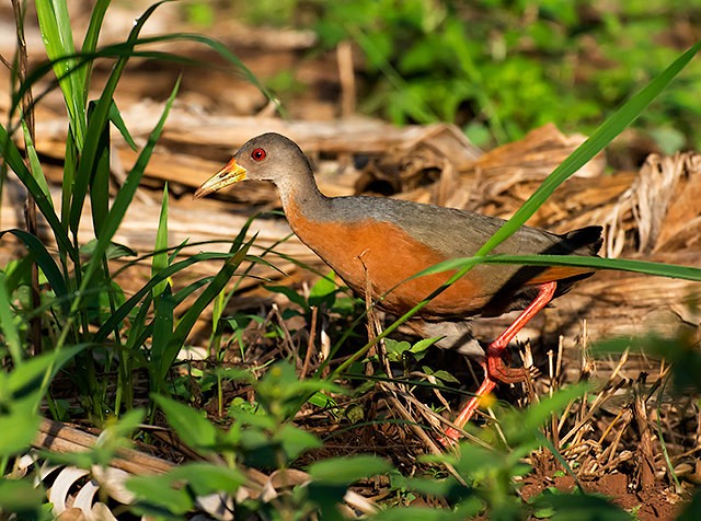 saracura-do-mangue