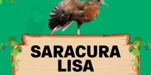 saracura lisa