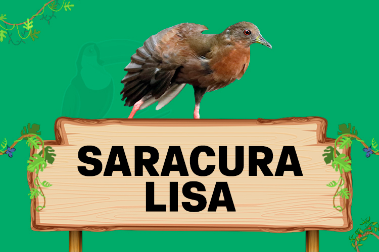 saracura lisa