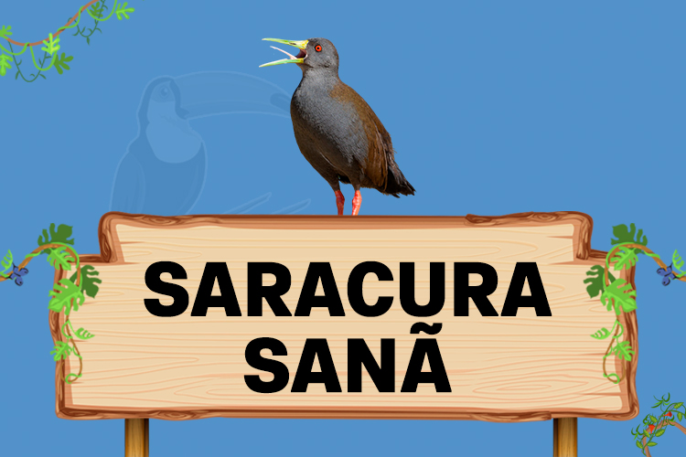 saracura sana