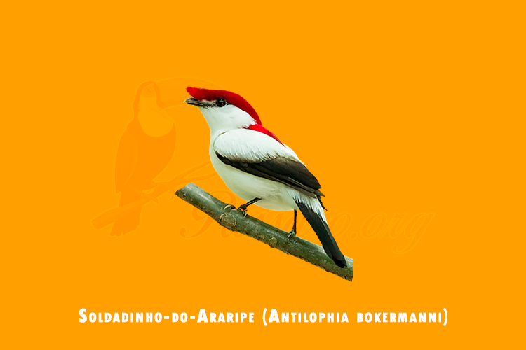 soldadinho-do-araripe ( antilophia bokermanni)