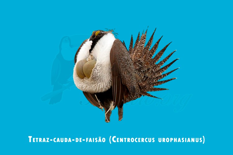 tetraz-cauda-de-faisao (centrocercus urophasianus)