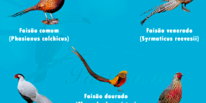 tipos de faisao