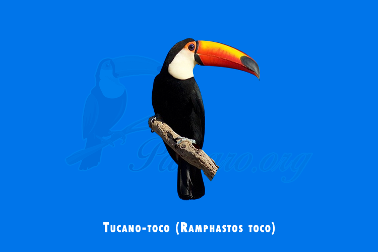 tucano-toco (ramphastos toco)