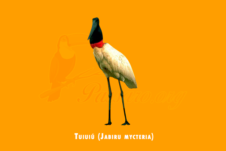 tuiuiu (Jabiru mycteria)