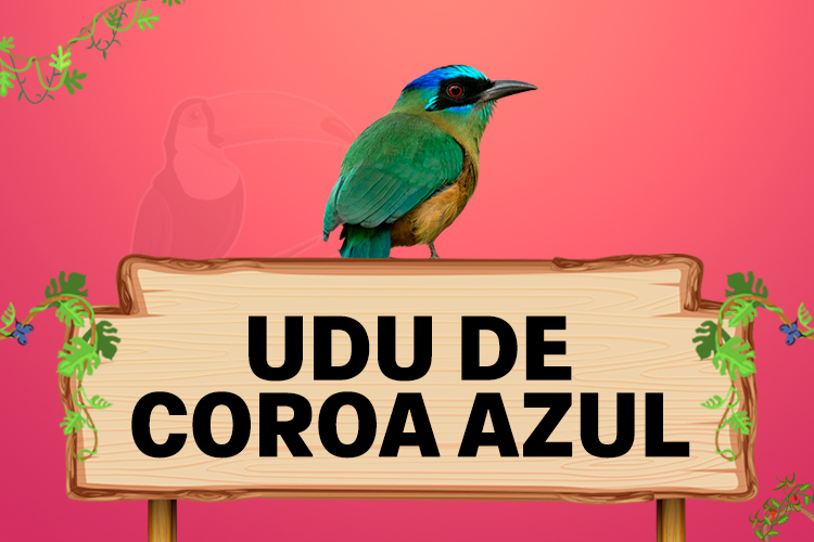 udu de coroa azul