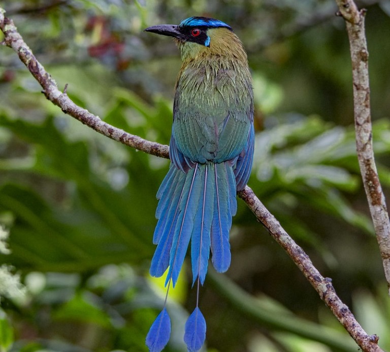 udu-de-coroa-azul