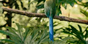 udu-de-coroa-azul