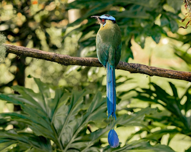 udu-de-coroa-azul