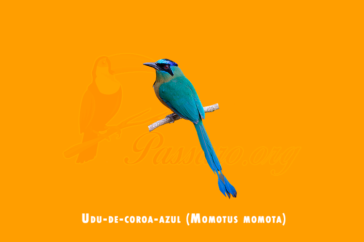 udu-de-coroa-azul (momotus momota)