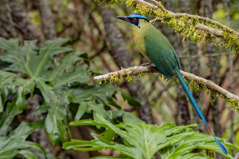 udu-de-coroa-azul