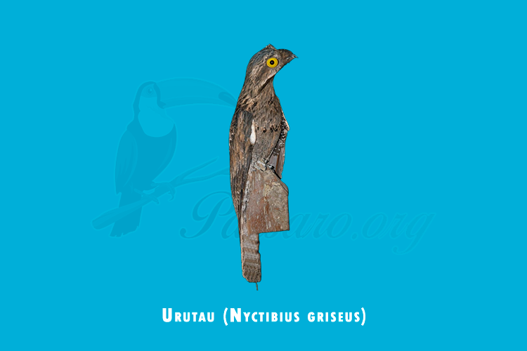 urutau (nyctibius griseus)