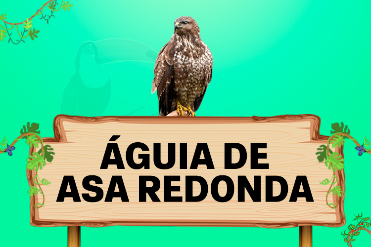 Aguia de asa redonda