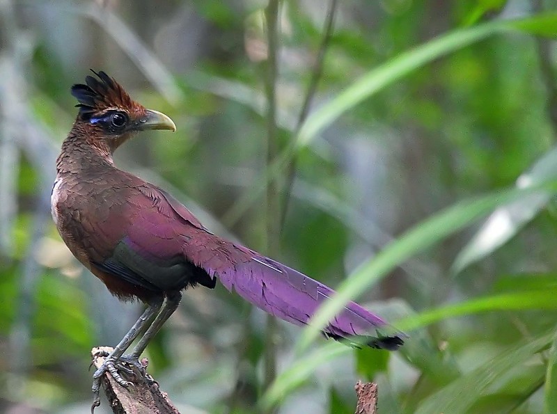 CaracterIsticas do jacu-estalo-escamoso