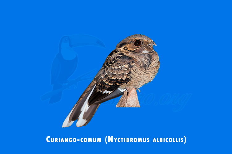 Curiango-comum (Nyctidromus albicollis)