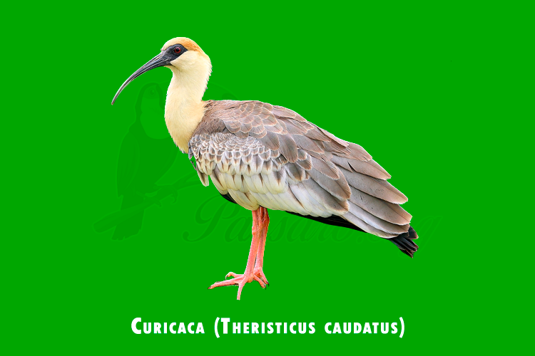 Curicaca (Theristicus caudatus)