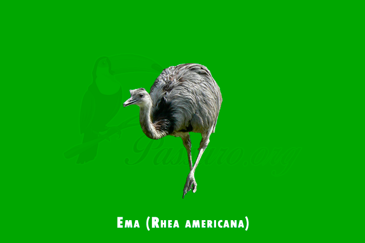 Ema (Rhea americana)