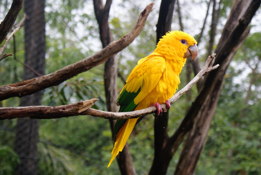 Características da guaruba