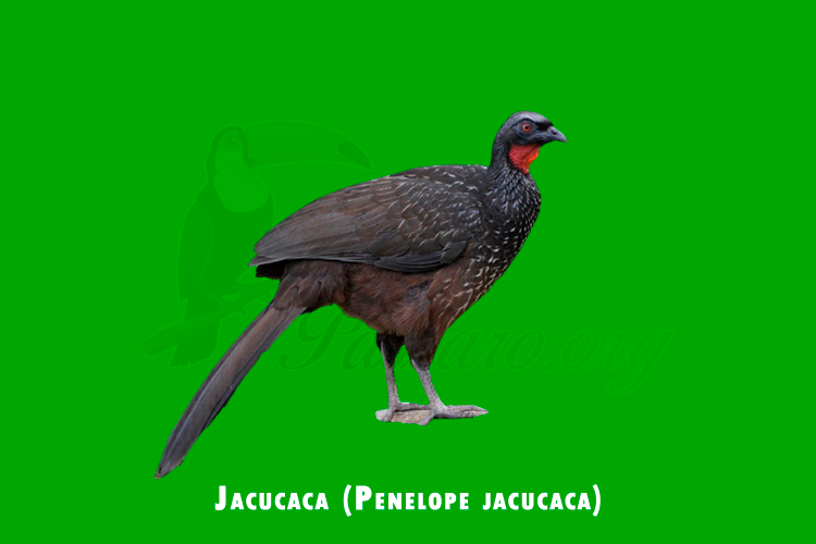 Jacucaca (Penelope jacucaca)