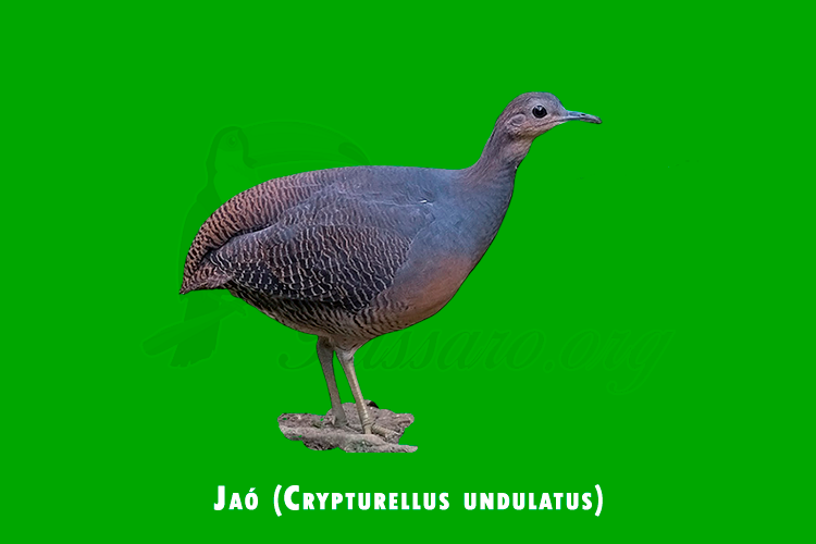 Jao (crypturellus undulatus)