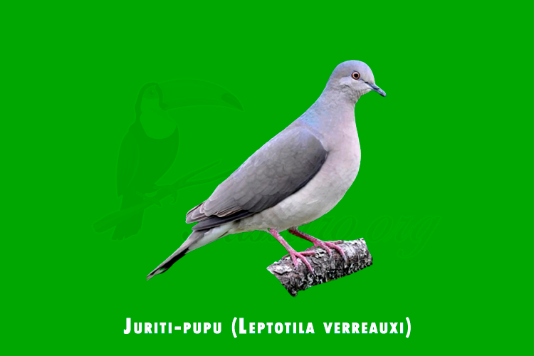 Juriti-pupu (Leptotila verreauxi)