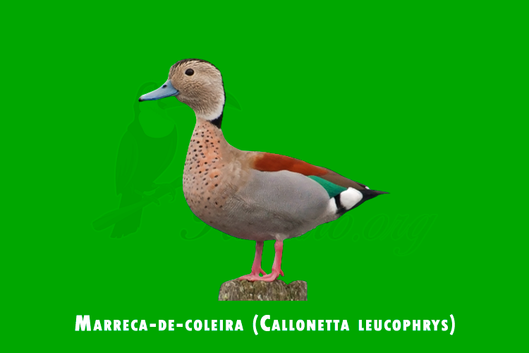 Marreca-de-coleira (Callonetta leucophrys)