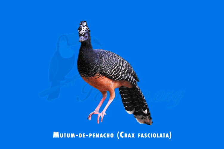 Mutum-de-penacho (Crax fasciolata)