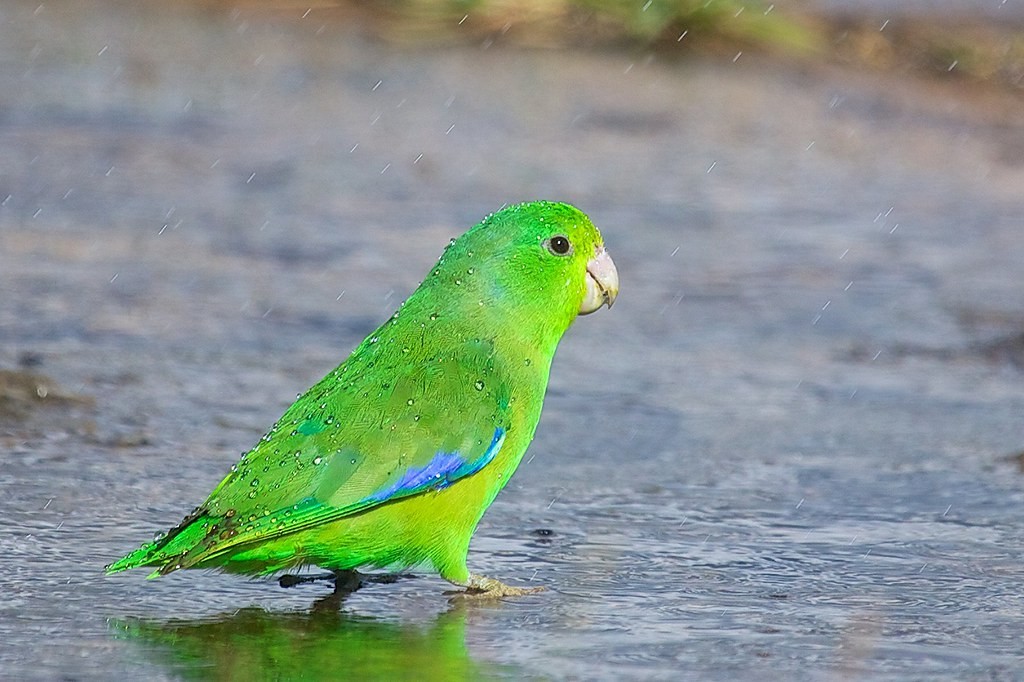 Periquito-de-asa-azul