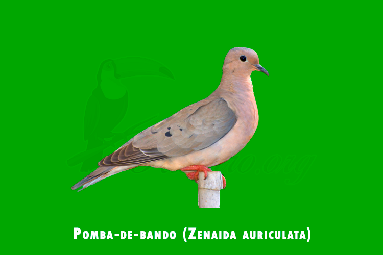 Pomba-de-bando (Zenaida auriculata)