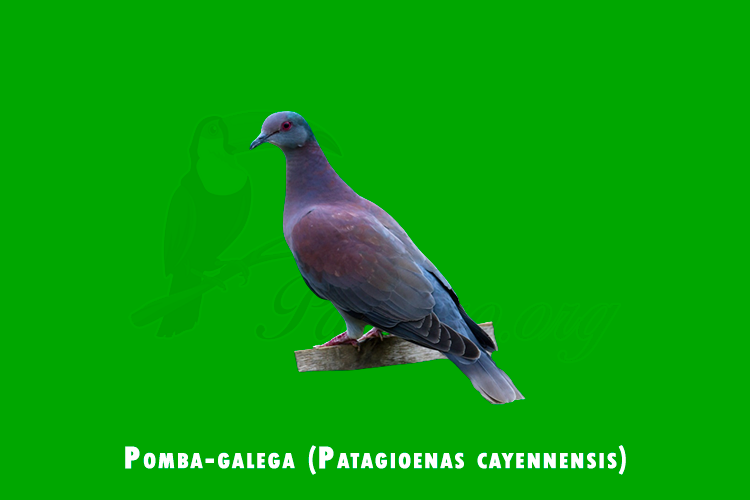 Pomba-galega (Patagioenas cayennensis)