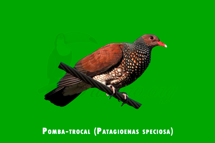 Pomba-trocal (Patagioenas speciosa)