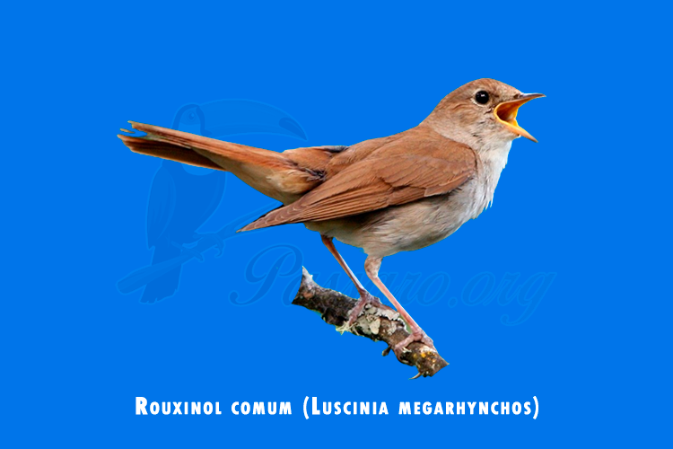 Rouxinol comum (Luscinia megarhynchos)