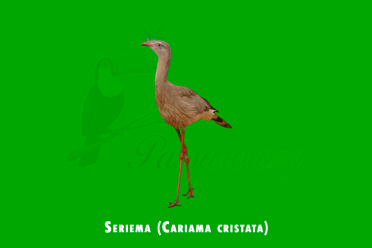 Seriema (Cariama cristata)