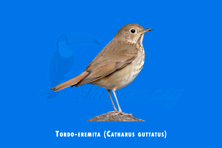 Tordo-eremita (Catharus guttatus)